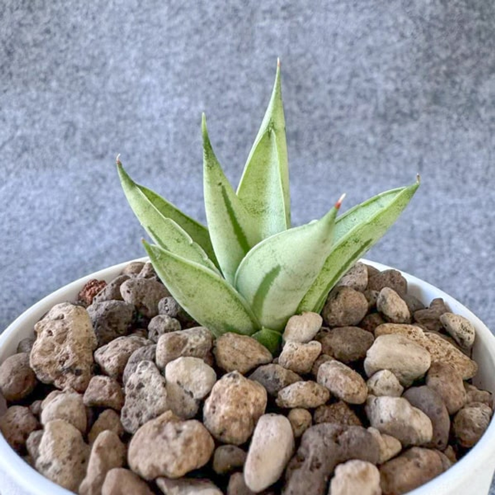 Сансевиерия POM POM