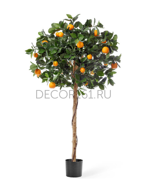Мандарин Голден Оранж штамбовый в-120 см, д-60 см 2/2 10.42104N
