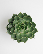 Эхеверия Элеганс