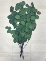 Эвкалипт стабилизированный популус зеленый