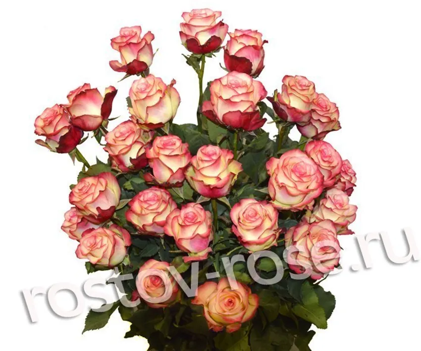 Букет 21 бело-красная роза (Эквадор)