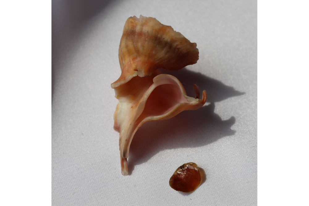 Латиаксис мавае с оперкулумом (Latiaxis mawae) 4 см.