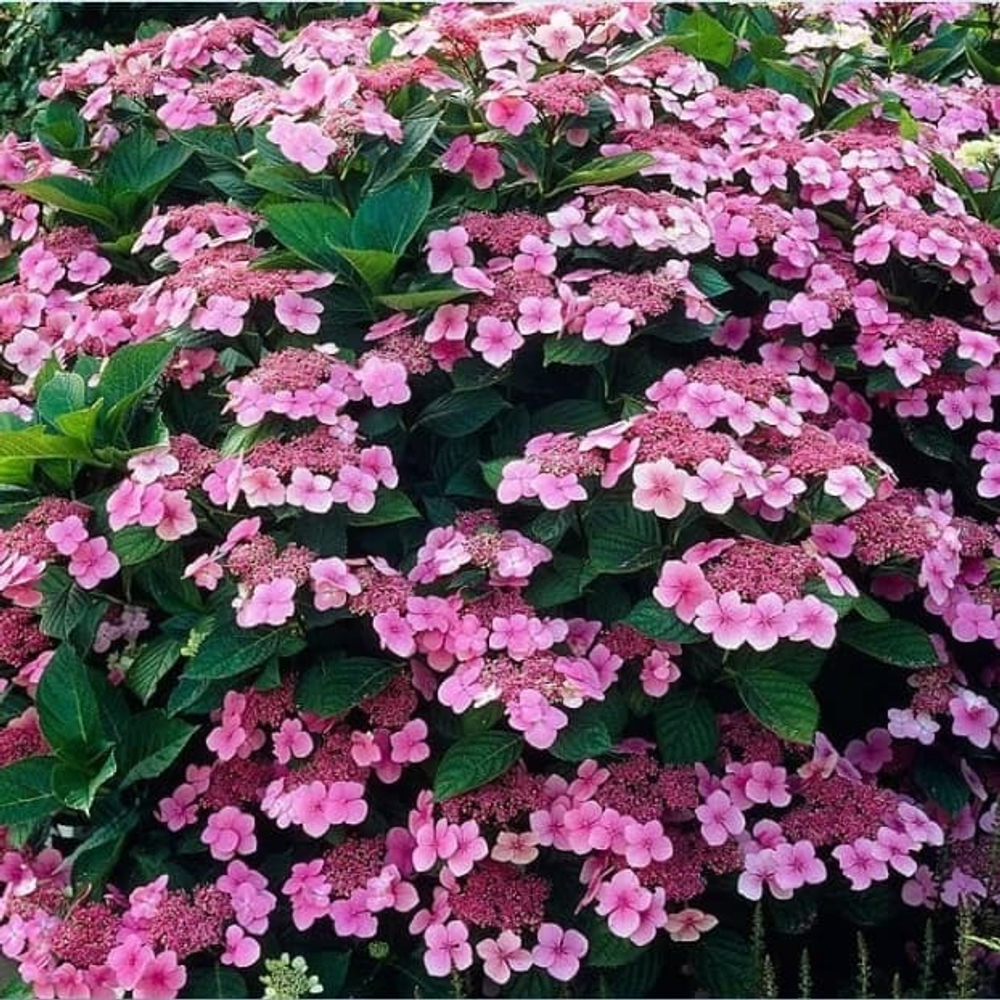 Mariesii Perfecta (Маризи Перфекта) Р12 Европа 2026