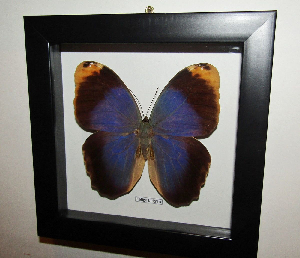 Бабочка Филин Caligo beltrao в рамке