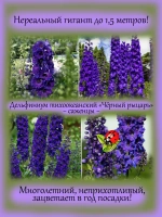 Дельфиниум Черный рыцарь Black Knight