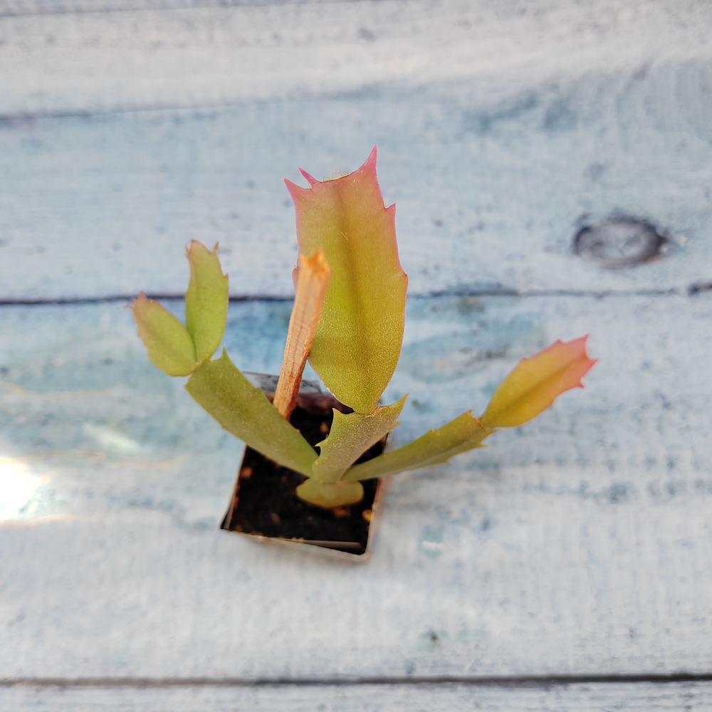 Schlumbergera Liberty Tasma Jay (Декабрист)