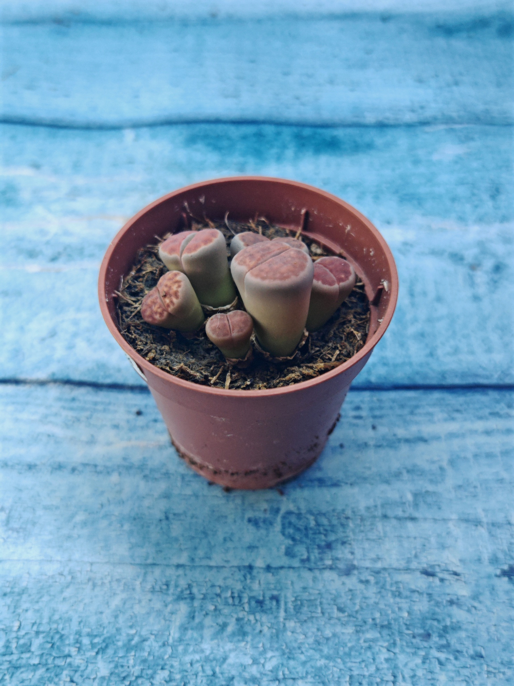 Lithops sp. (Литопсы)