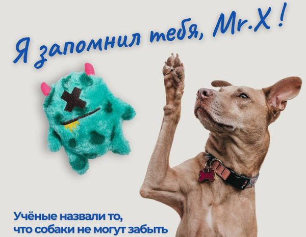 Что ваша собака запомнит а всю жизнь? 🤔