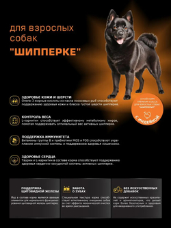 Корм сухой для взрослых собак породы Шипперке, с индейкой, 12 кг, QUATTRO