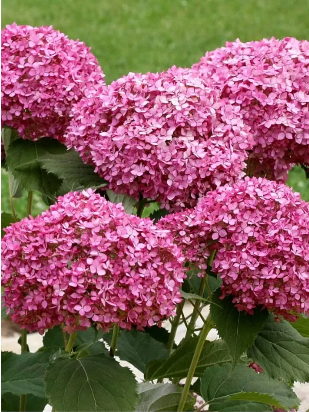 Гортензия древовидная Мэджикал Дарк Пинк (3/6 веток) Закупка М59 апрель 2026