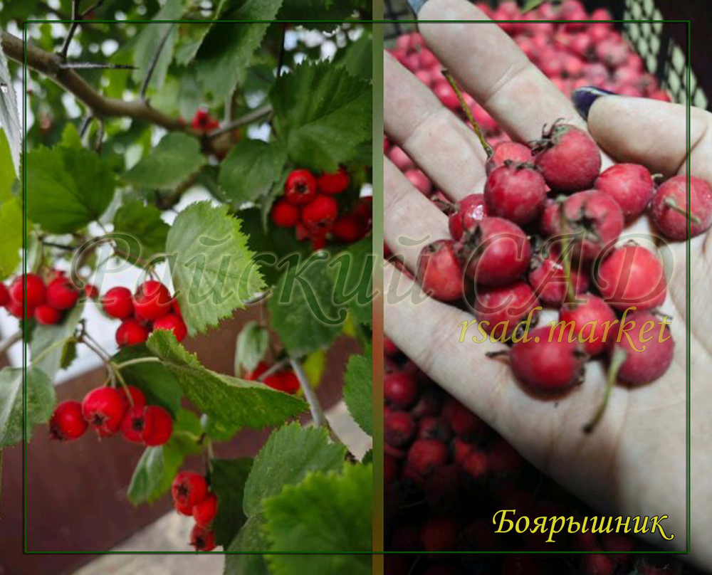 Боярышник круплоплодный