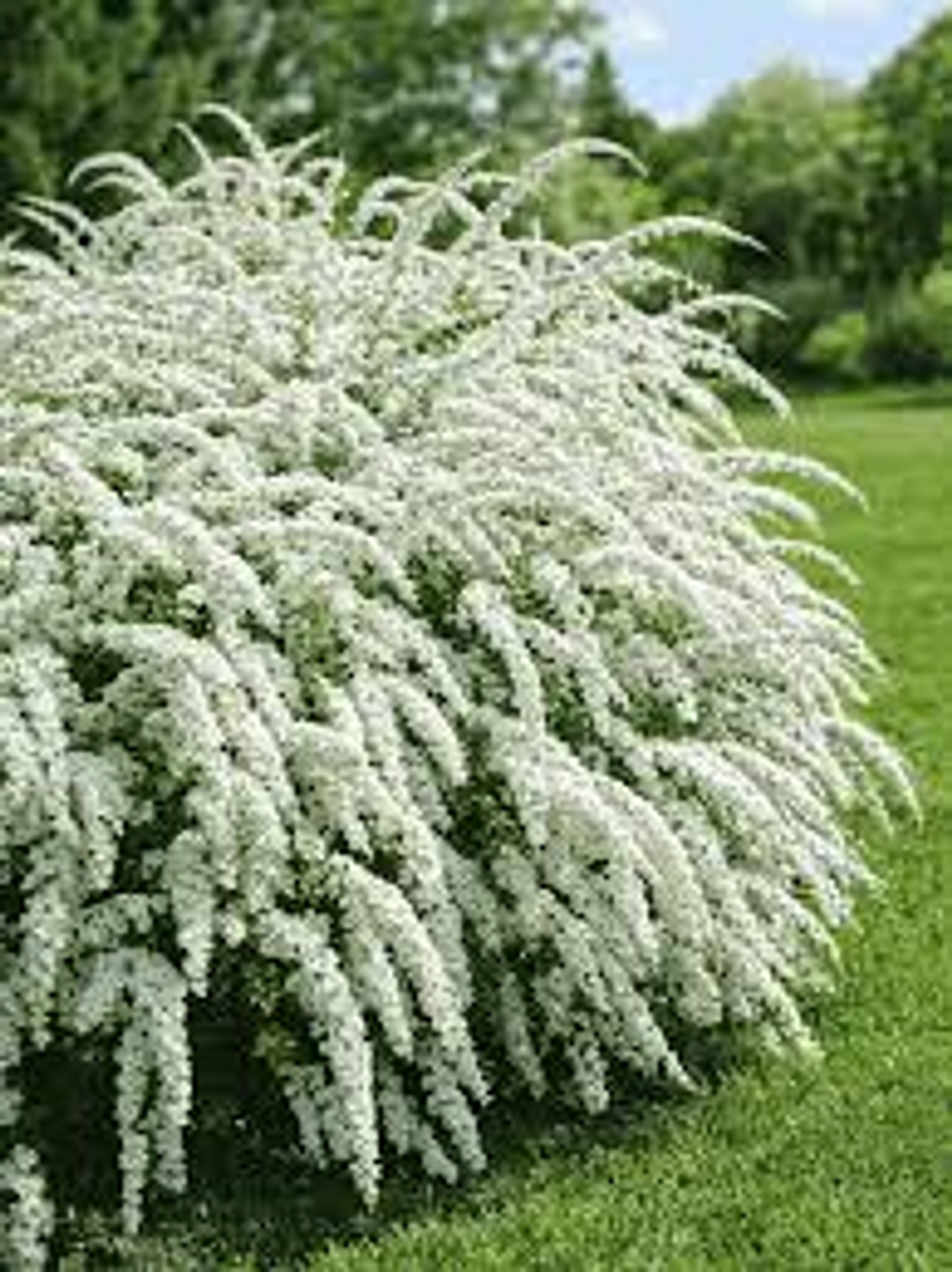 Инструкция по посадке саженца СПИРЕИ.