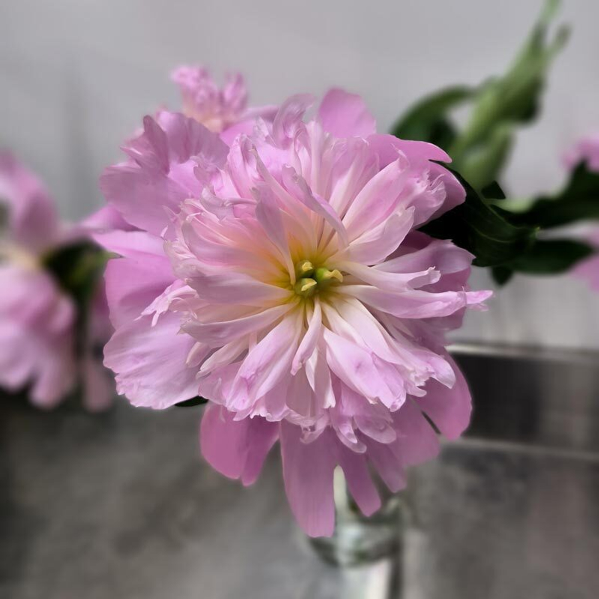 🌸♛ Месье Жюль Эли (Monsieur Jules Elie) — букет ароматных пионов — 8 марта у Феи