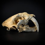 Smilodon