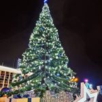 Светодинамическая елка ствольная - встроенная гирлянда: Теплый свет - "Таежная" от 11 до 21 м