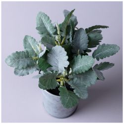 КОМПОЗИЦИЯ ДЕКОРАТИВНАЯ "КАЛАНХОЕ" ВЫСОТА=23 СМ