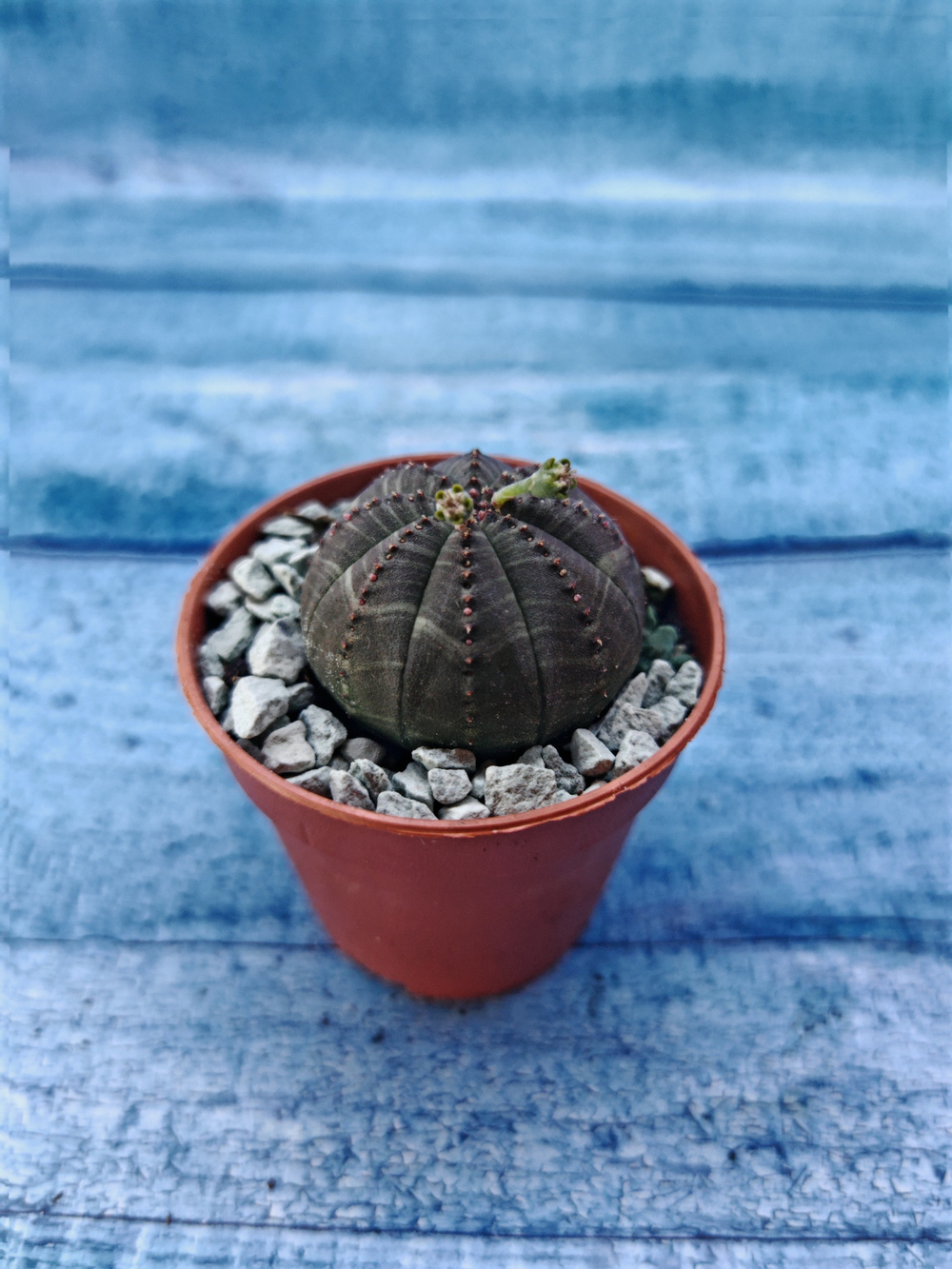 Суккулент Euphorbia Obesa (Эуфорбия)