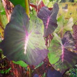 Колоказия BLOOD FALLEN