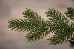 Ель Шервуд Премиум 100% литая 230см зеленая Triumph Tree