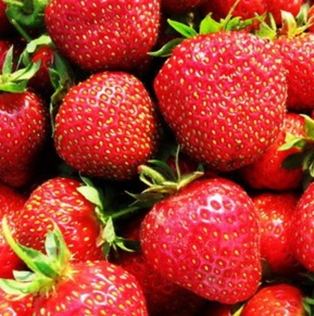 Земляника Камрад Победитель