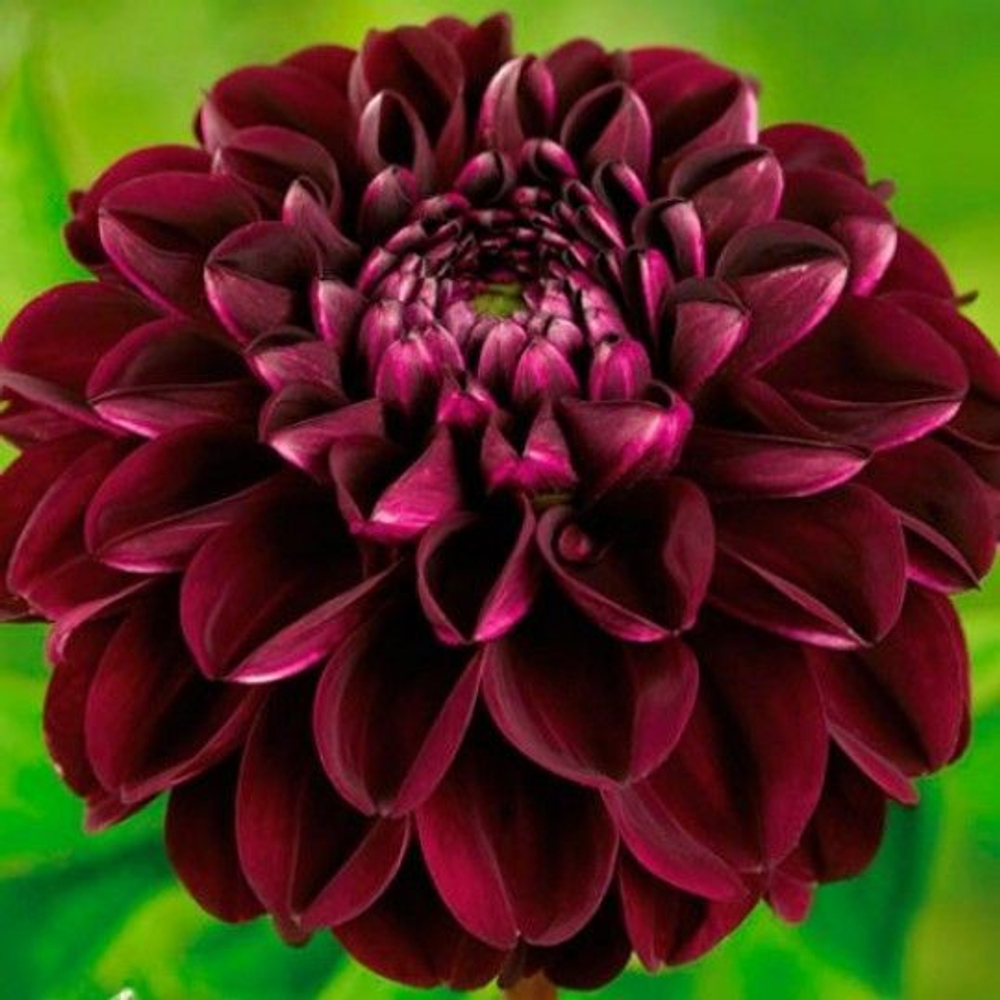 Георгин Арабиан Мистери (1 шт) Волжский Сад