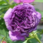 Роза Минерва (Флорибунда )