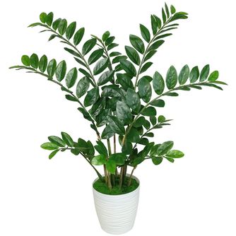 Замиокулькас