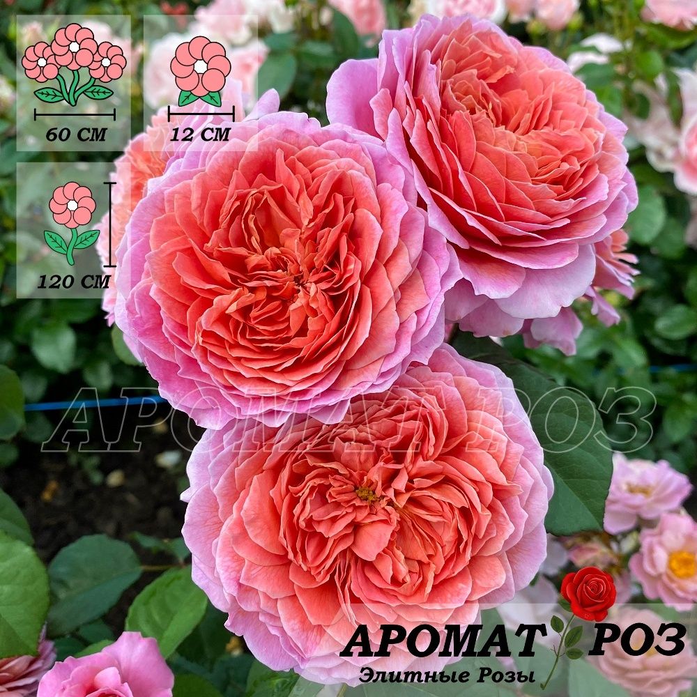 Роза Айсфогель Фото И Описание Отзывы