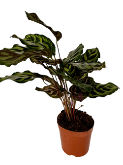 Калатея Peacock д.11