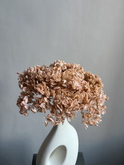 Гортензия стабилизированная пудровая