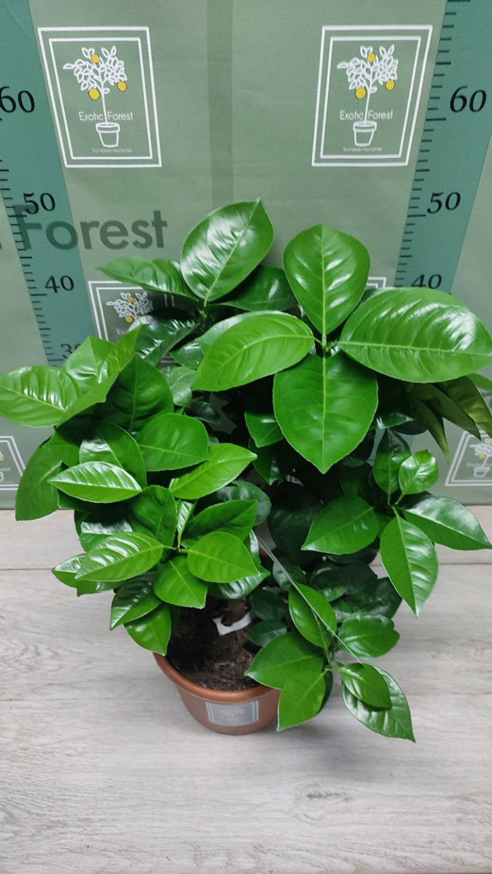C. sinensis “Sanguinello moscato nucellare”