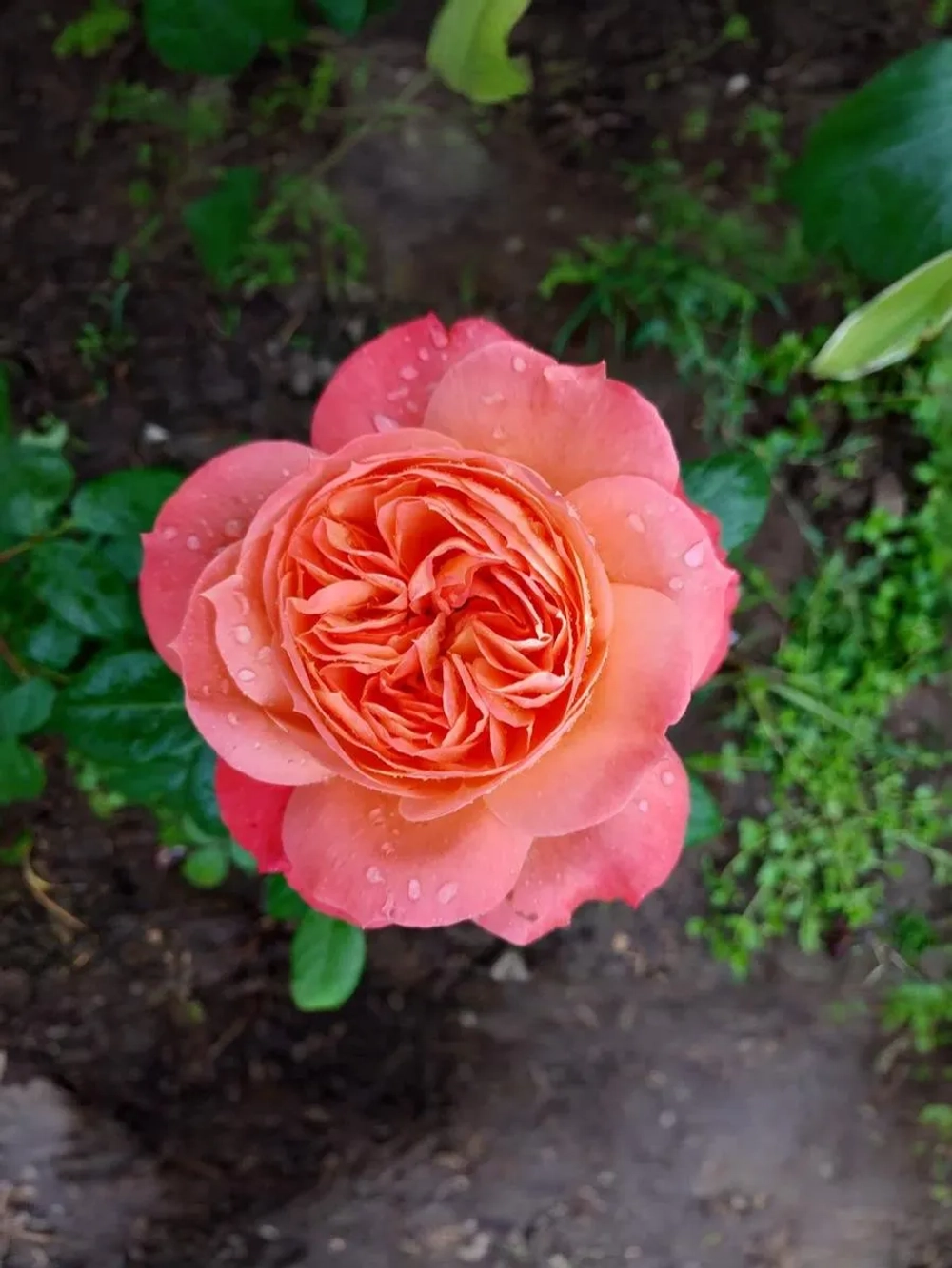 Роза флорибунда Квин оф Хартс