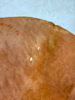 Коровья шкура на пол натуральная. 200 х 190 см