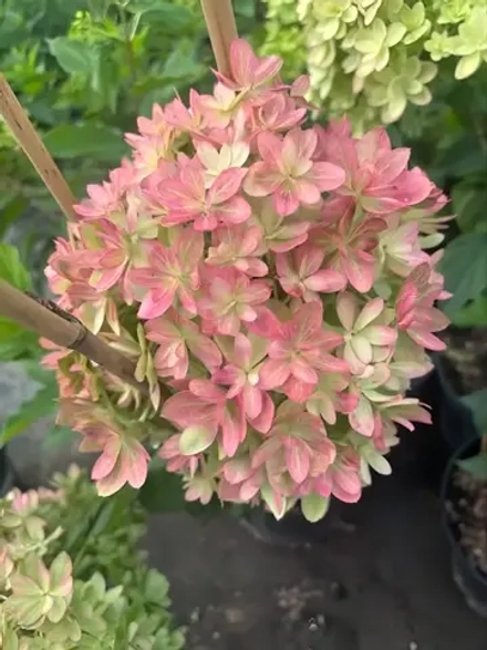 Гортензия метельчатая МЕЧТА ЛЕСКОВО новинка