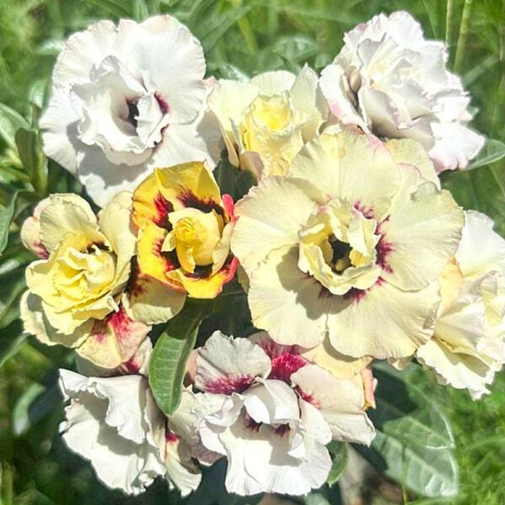 Адениум CHAMPAGNE ROSE