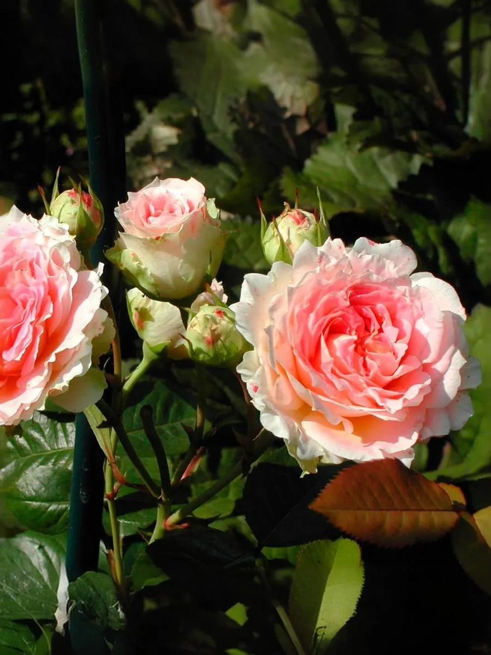 Роза плетистая Цезарь