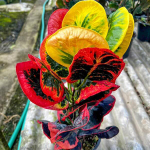 Кротон HUA JAI THOTSAGAN