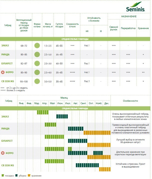 ЗАКАЗ F1 семена капусты белокочанной (Seminis | Alexagro) – фото 4