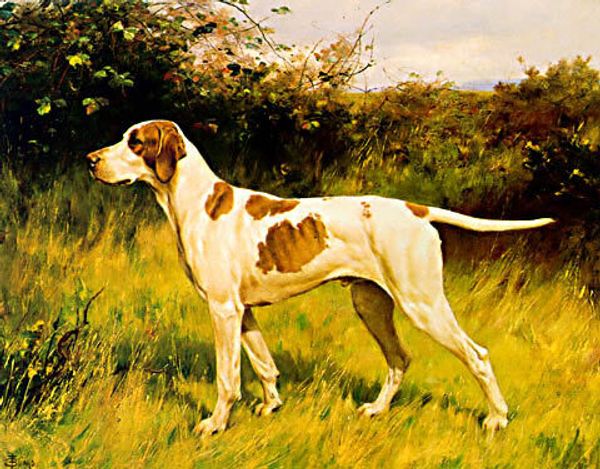 Английский пойнтер Английский пойнтер
