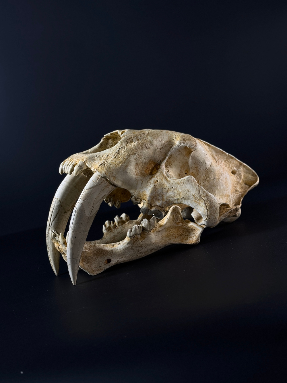 Smilodon