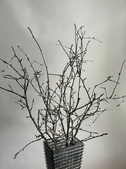 Ветки плодовые