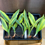 Сансевиерия GUINEENSIS