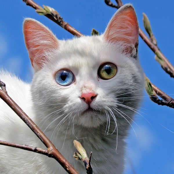 Феномены племени кошек