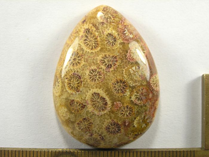 Кабошон коралла окаменелого, капля, 40x30x9 мм (4)