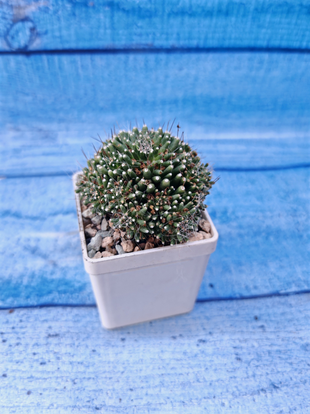 Mammillaria Painteri (Маммилярия)