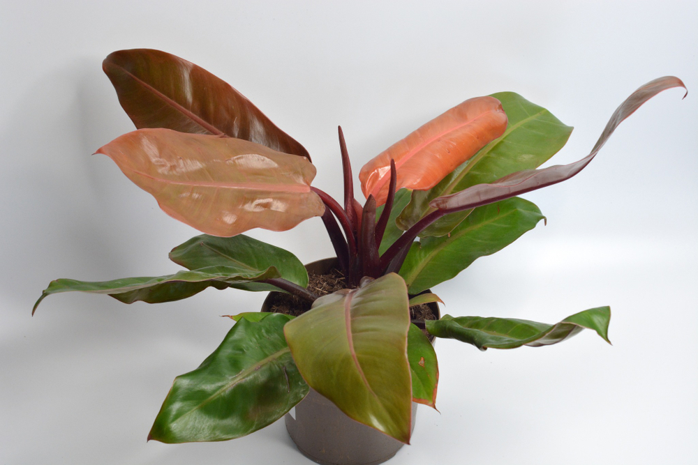 Филодендрон Принц Оф Оранж / Philodendron Prince of Orange
