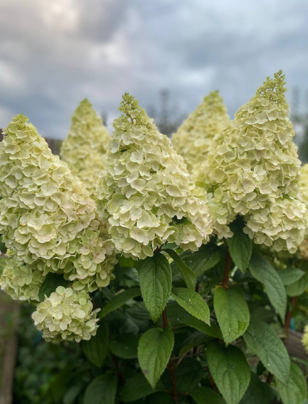 Гортензия метельчатая Мэджикал Килиманджаро (Hydrangea paniculata 'Magical Kilimanjaro')