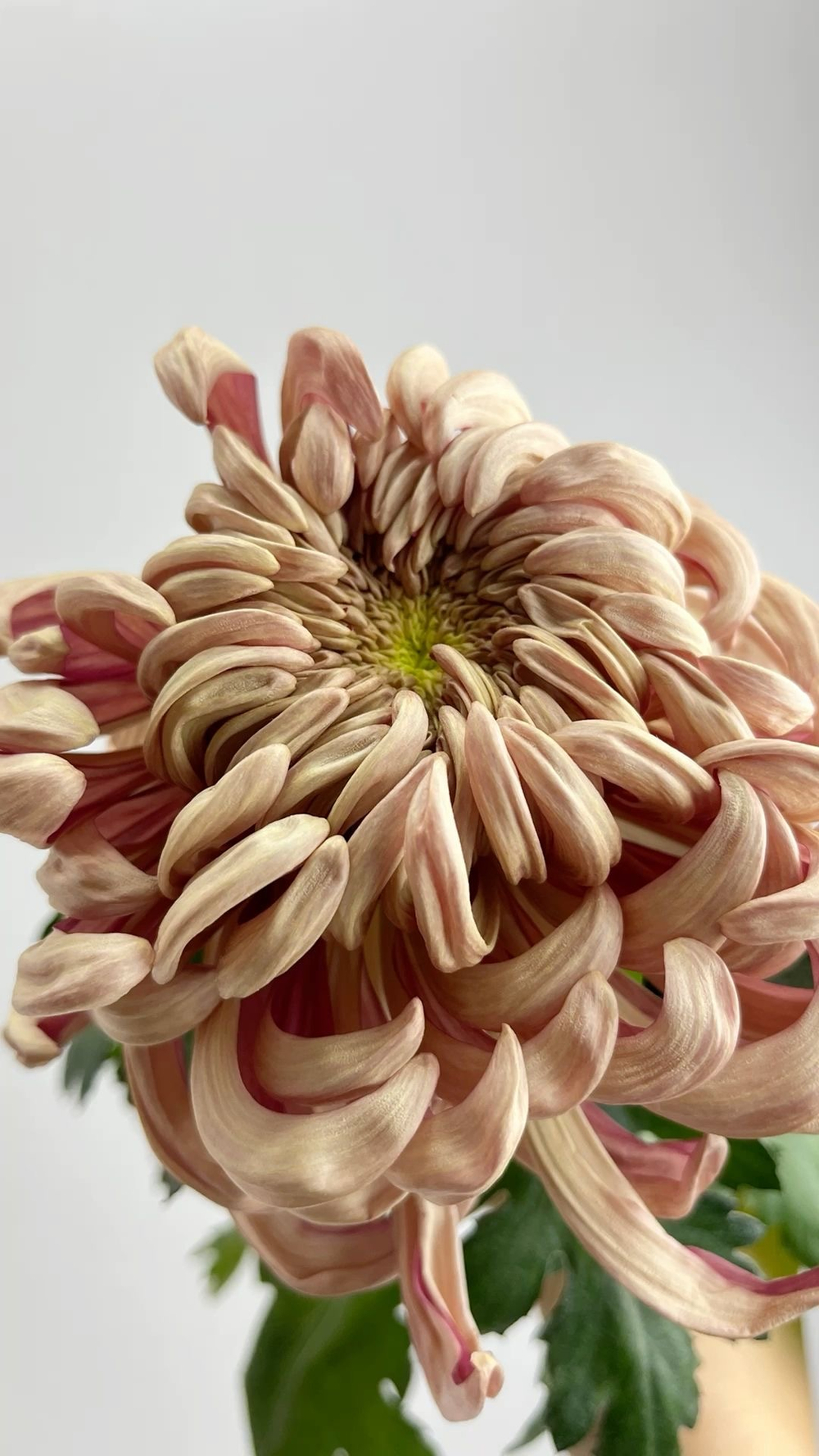 Хризантема кремовая