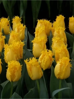 Тюльпаны Rebellious Yellow 4 шт, набор луковиц