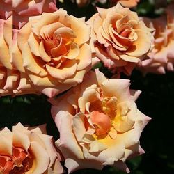 Сингин ин Зе Рэин (Singin’ in the Rain)